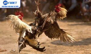 Sức hút mạnh mẽ của đá gà Campuchia qua nhiều thế hệ