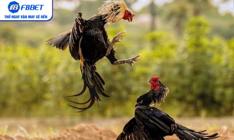 Đá gà Campuchia – Trò chơi truyền thống chưa bao giờ hạ nhiệt